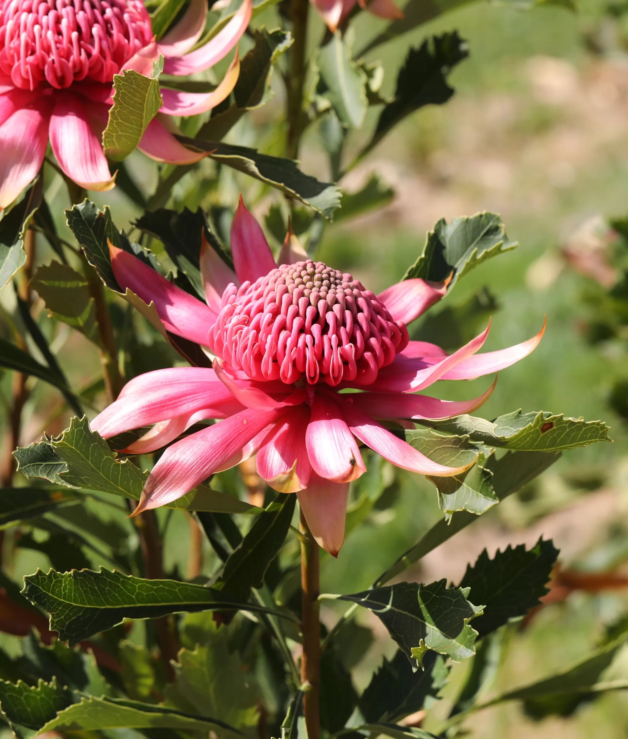 Telopea Shady Lady® Pink Waratah
