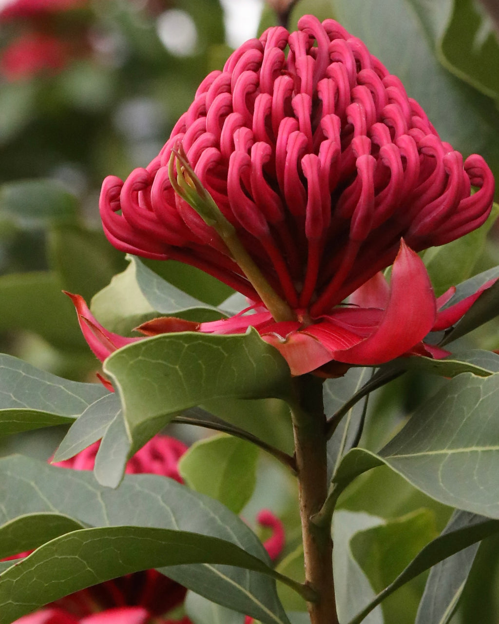 Telopea Shady Lady Red