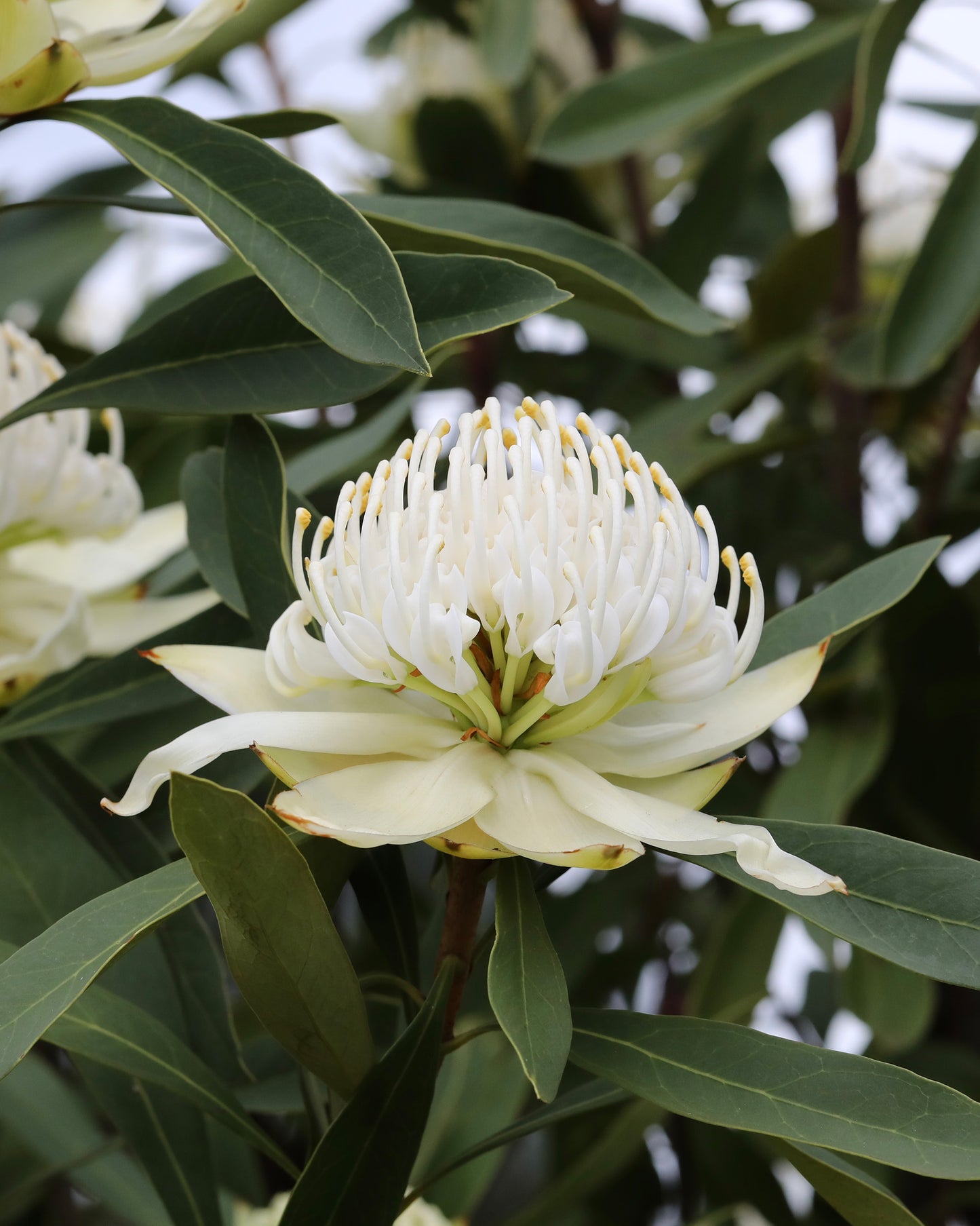 Shady Lady White Waratah