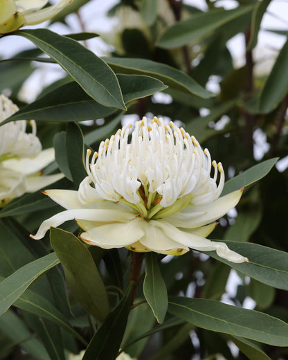 Shady Lady White Waratah