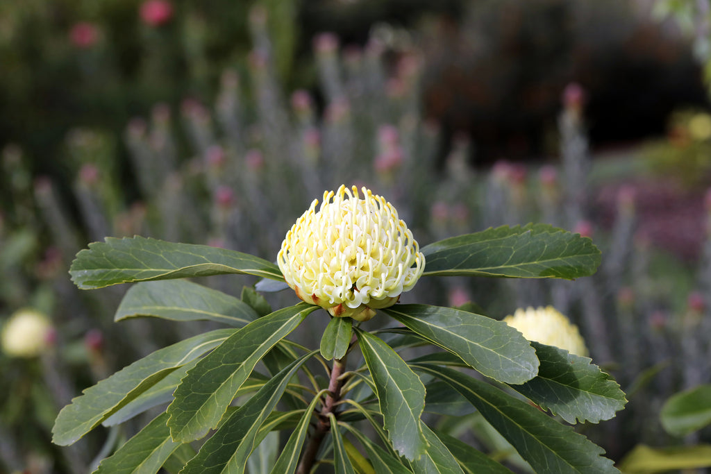 Telopea Shady Lady® Yellow