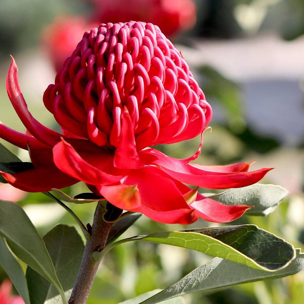 Telopea Shady Lady Crimson Waratah