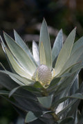Leucadendron Silver Tree