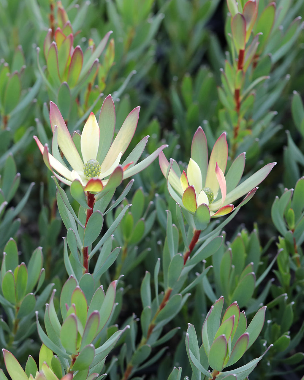 Leucadendron Sixteen Candles