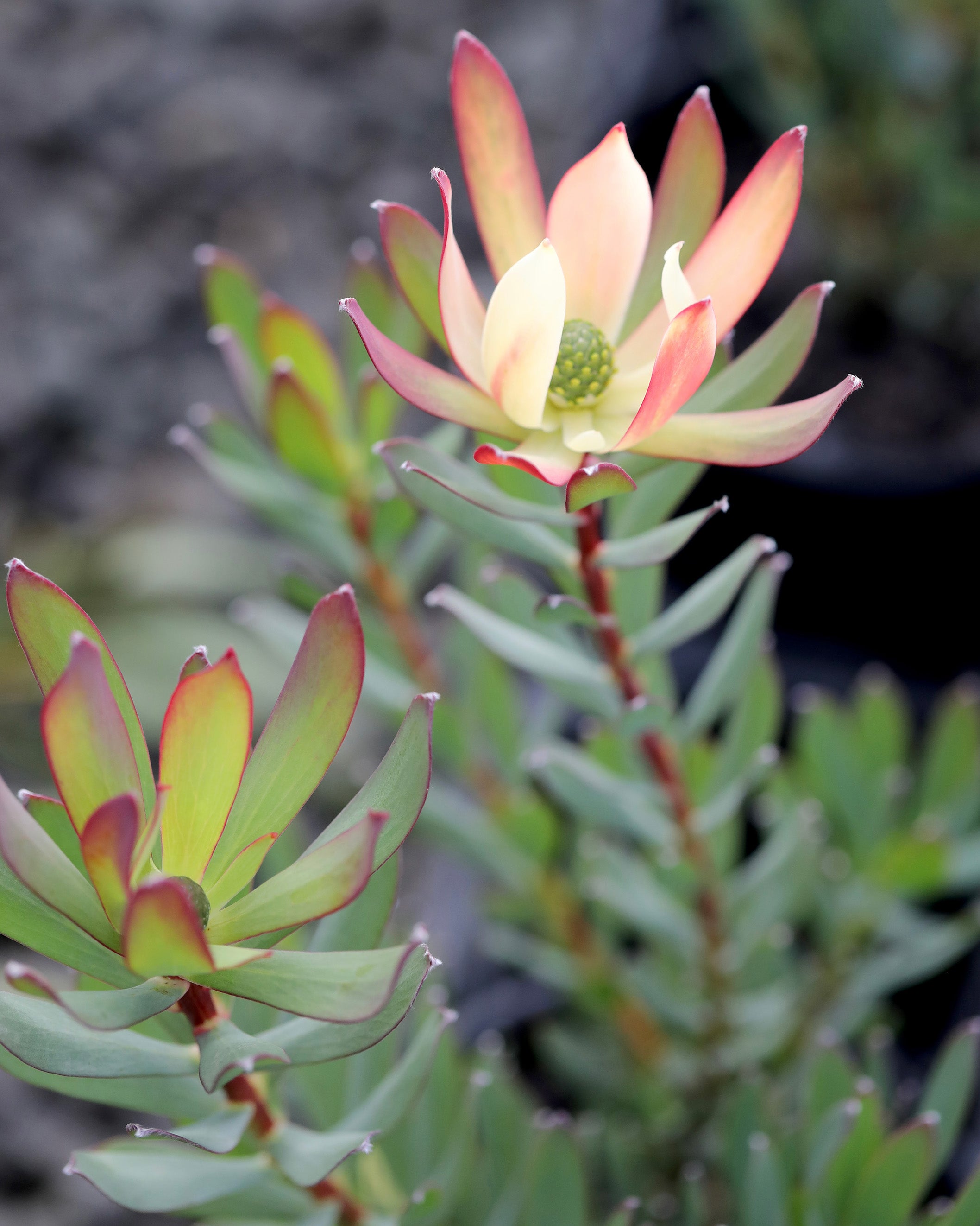 Leucadendron Sixteen Candles