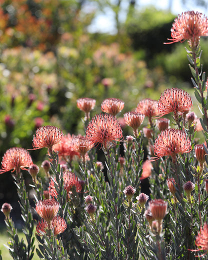 Leucospermum So Exotic