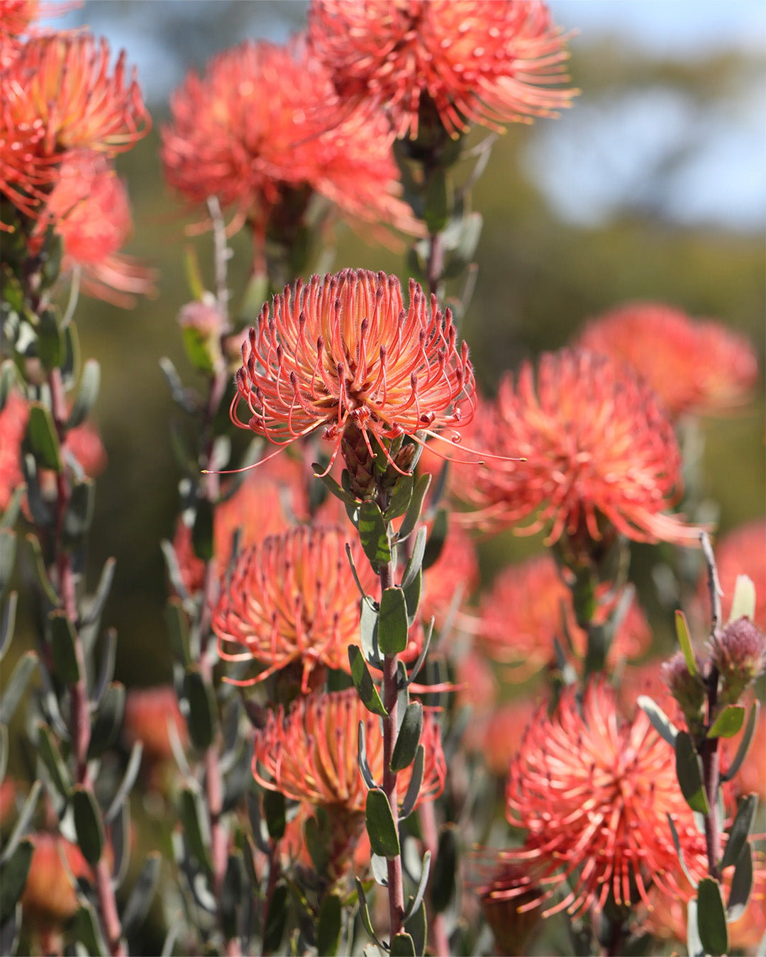 Leucospermum So Exotic