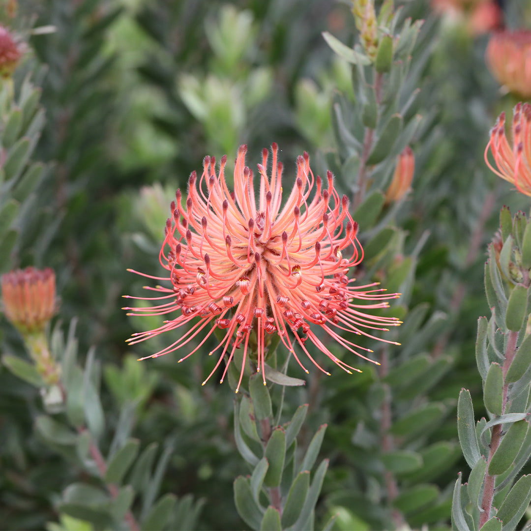 Leucospermum So Exotic