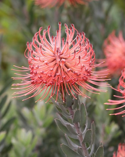 Leucospermum So Exotic For Sale