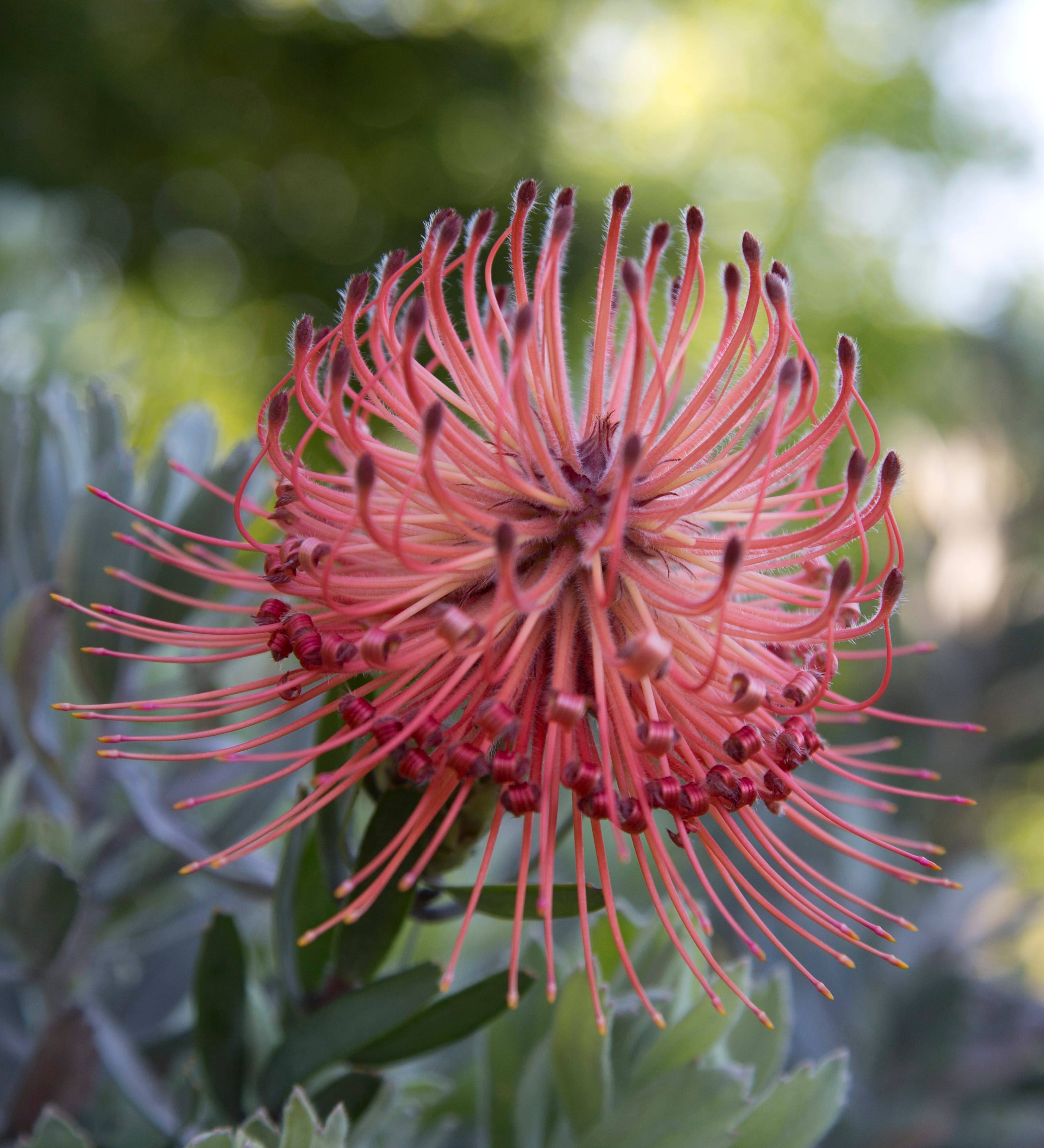 Leucospermum So Exotic