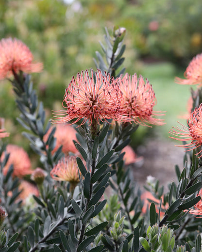 Leucospermum So Exotic
