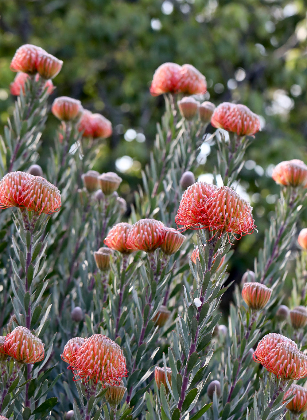 Leucospermum So Exquisite