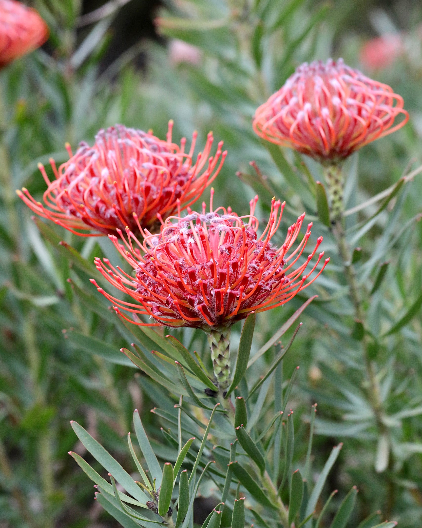 Leucospermum So Sincere