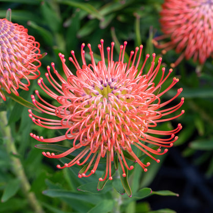 Leucospermum So Successful