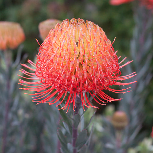Leucospermum So® Exquisite