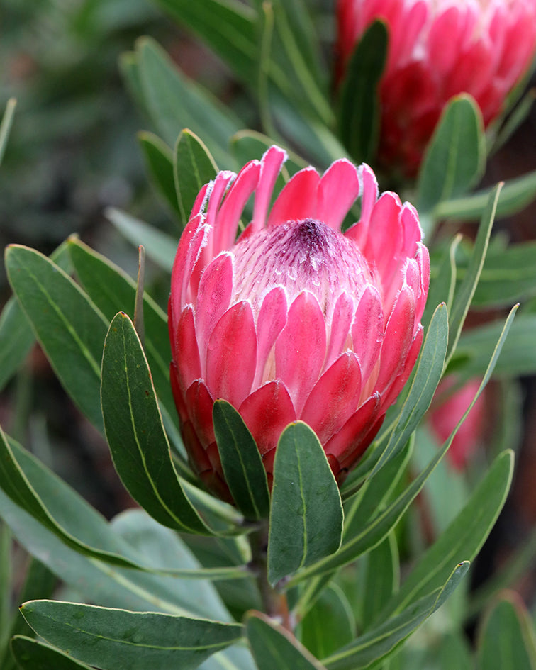 Protea Special Pink Ice