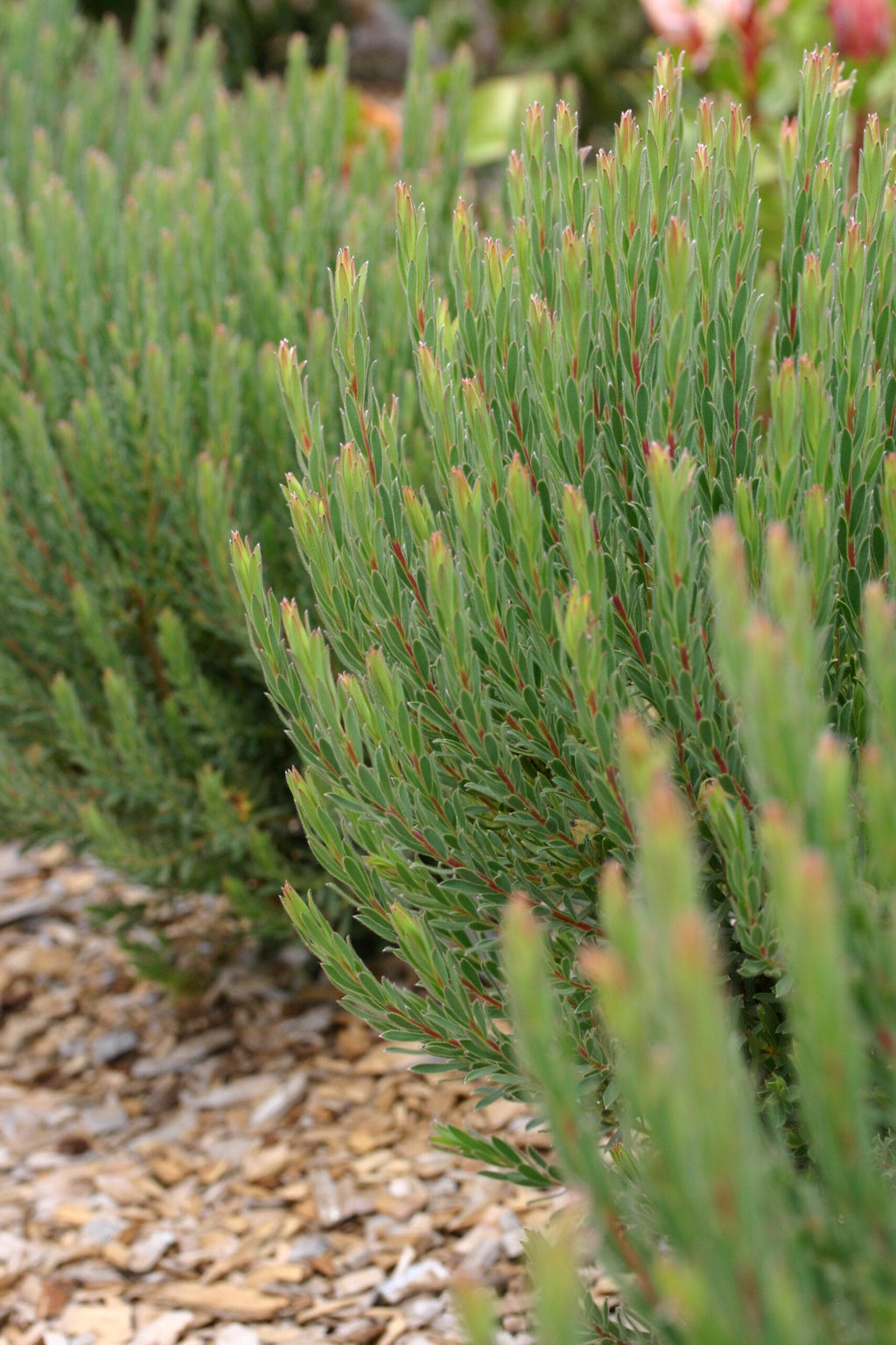 Leucadendron Strawberry Fair
