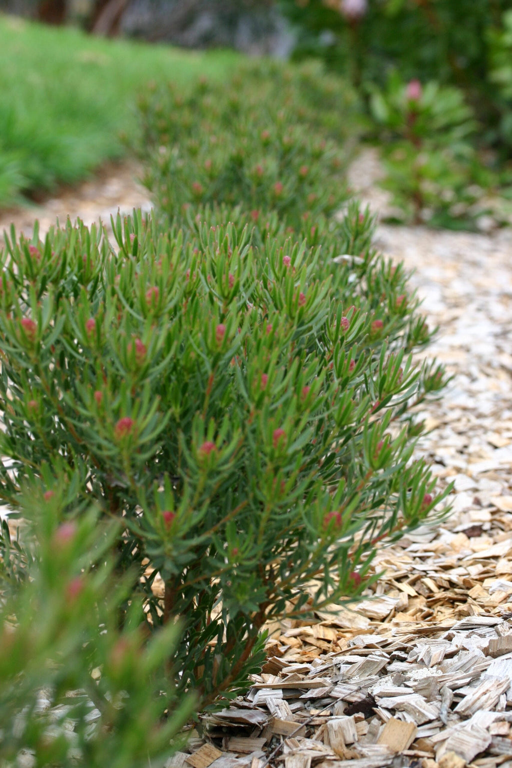 Leucadendron Strawberry Fair