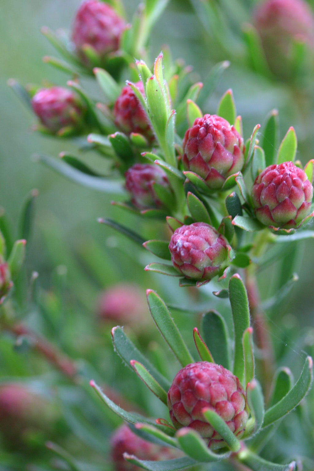 Leucadendron Strawberry Fair