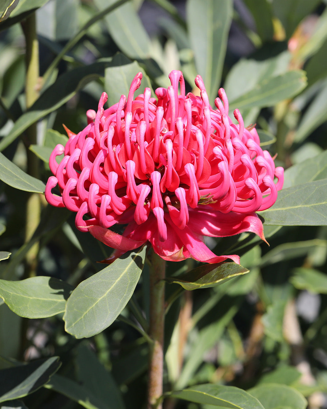 Sugar Plum Waratah