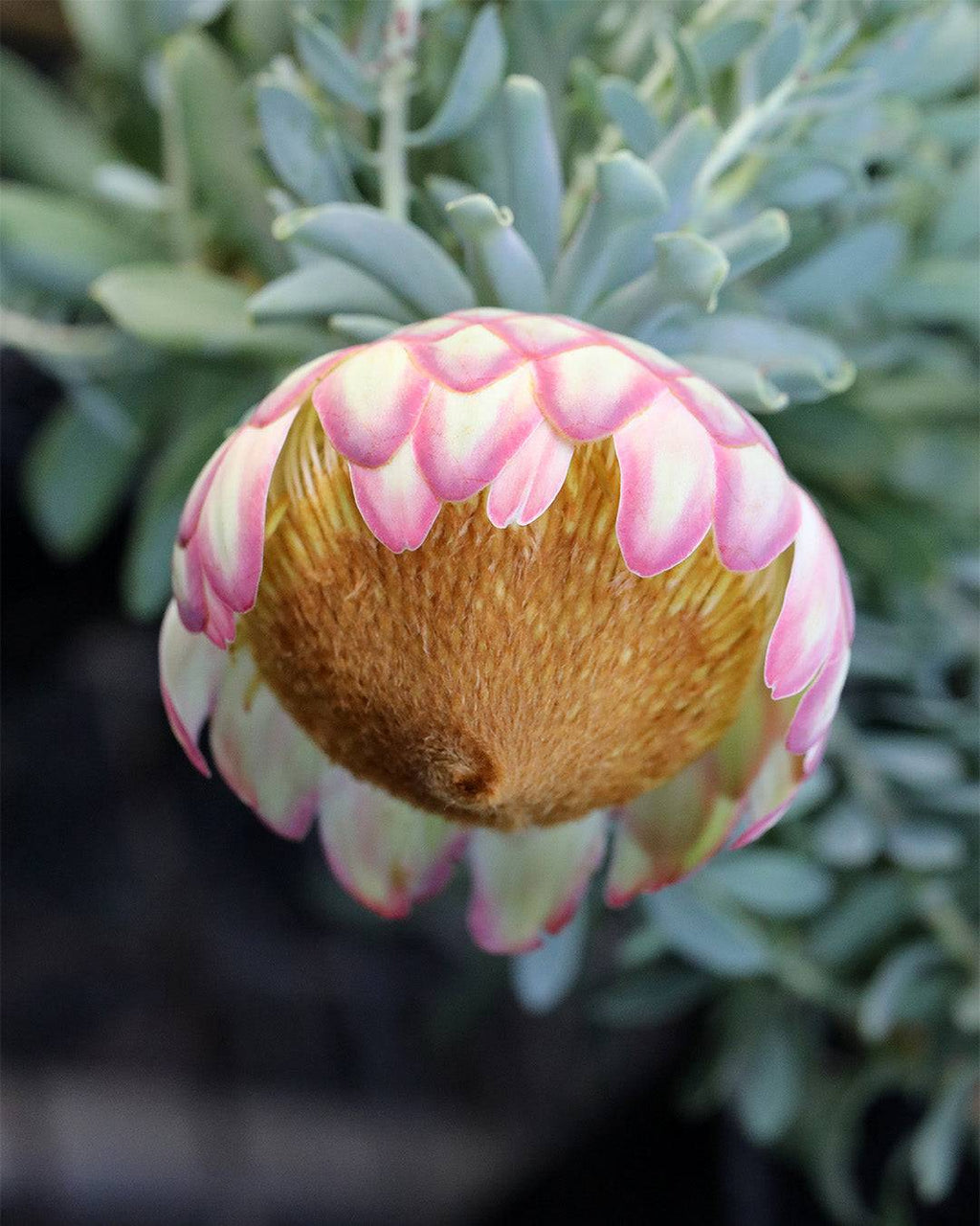 Protea Sulphurea