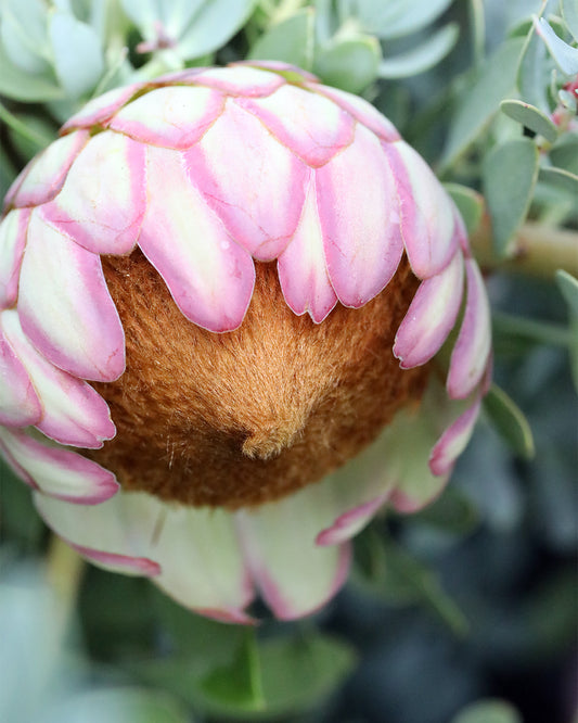 Protea Sulphurea