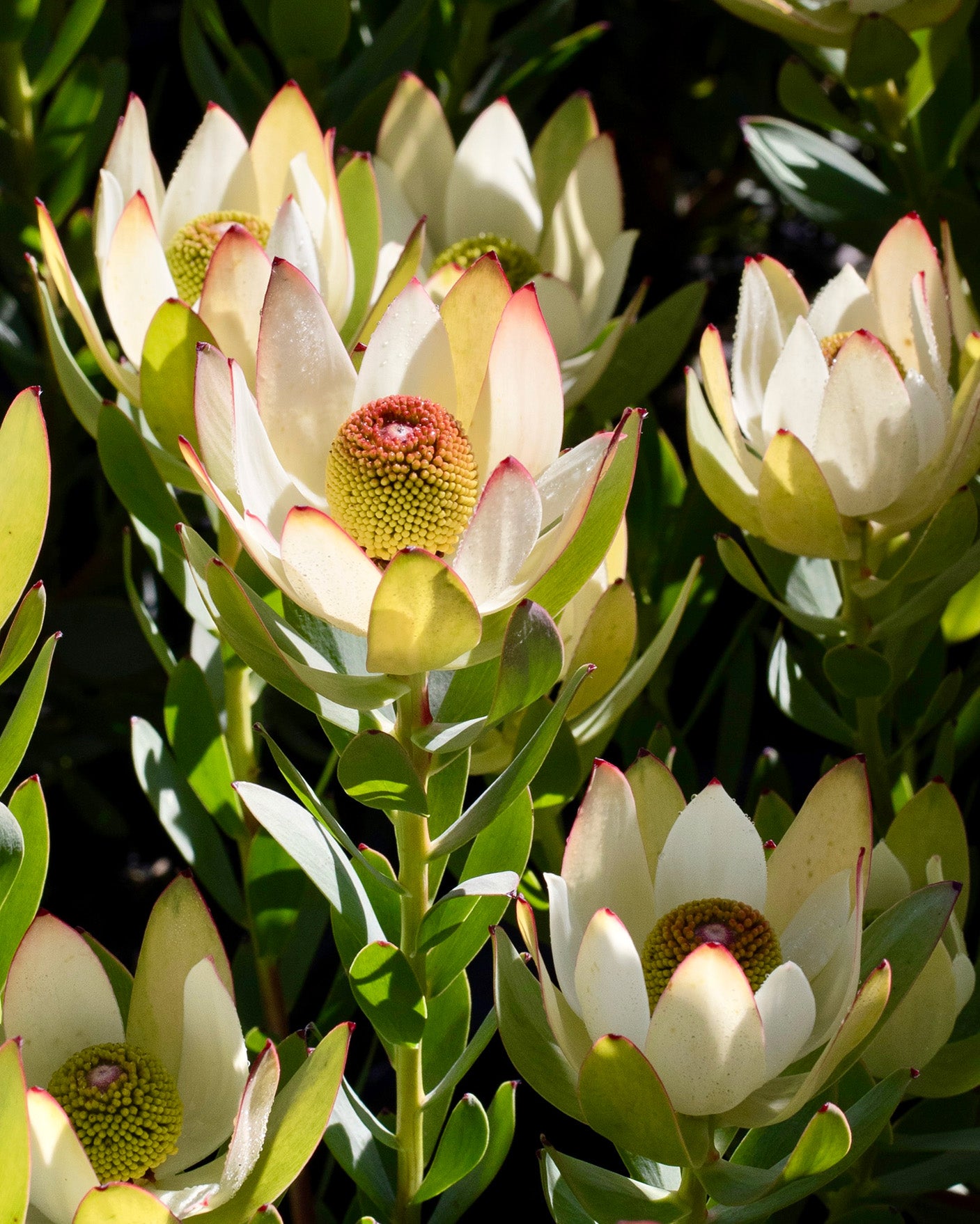 Leucadendron Summer Flame