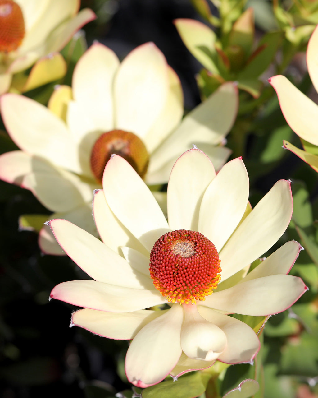Leucadendron Summer Sun