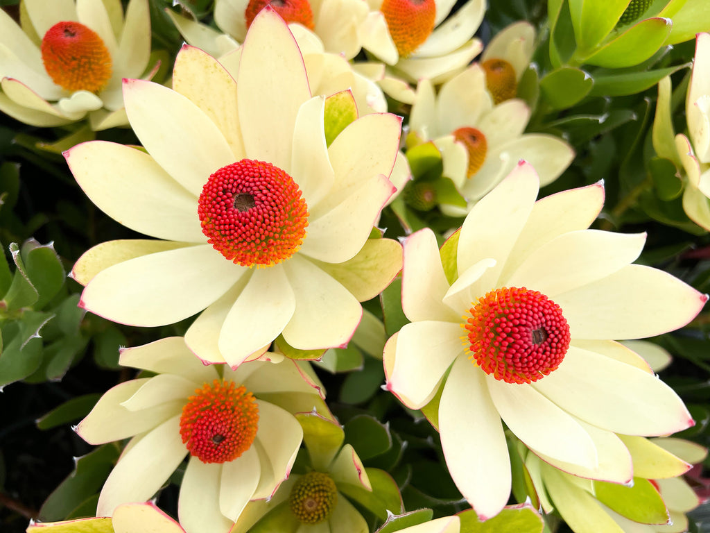 Leucadendron Summer Sun