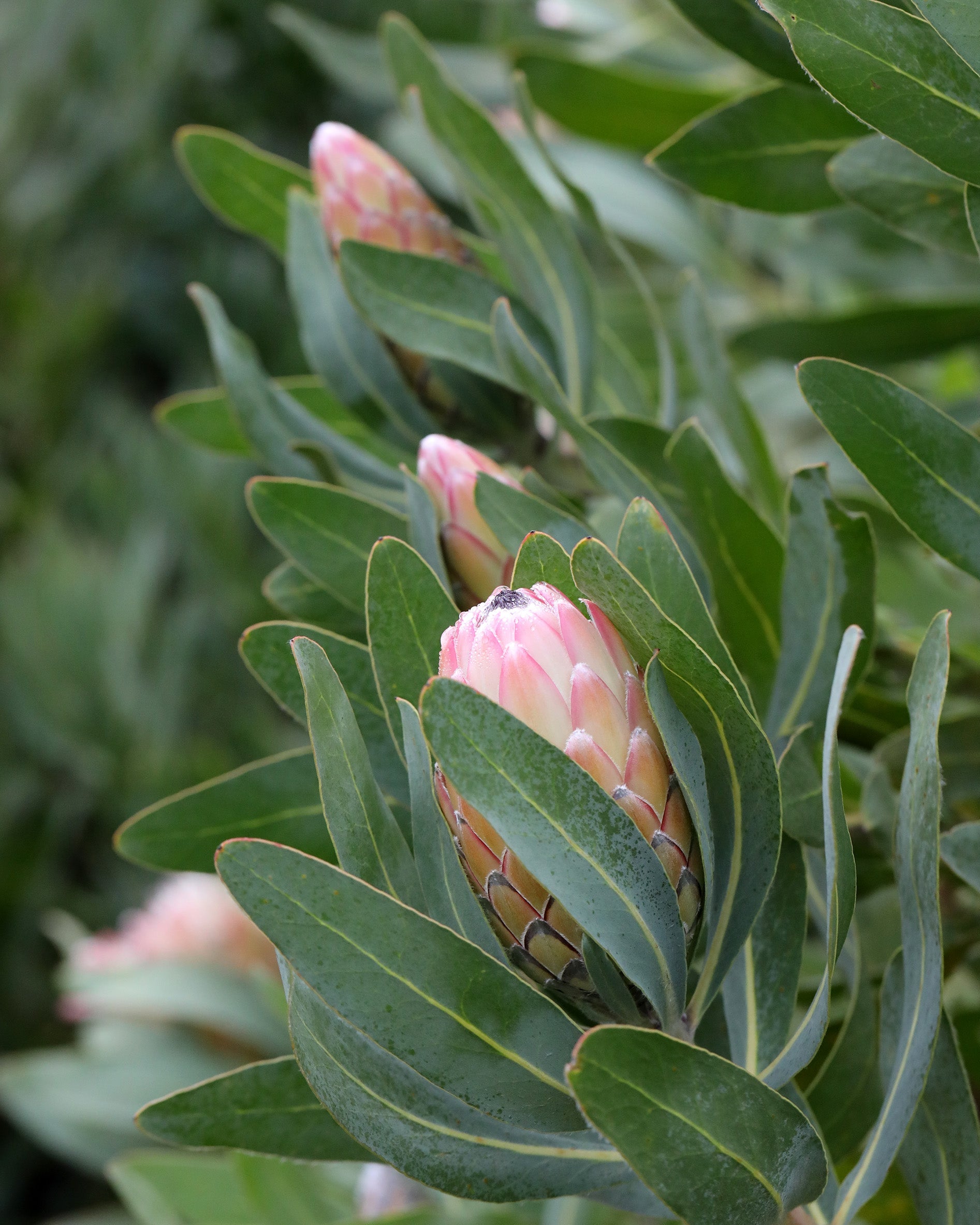 Protea Susara