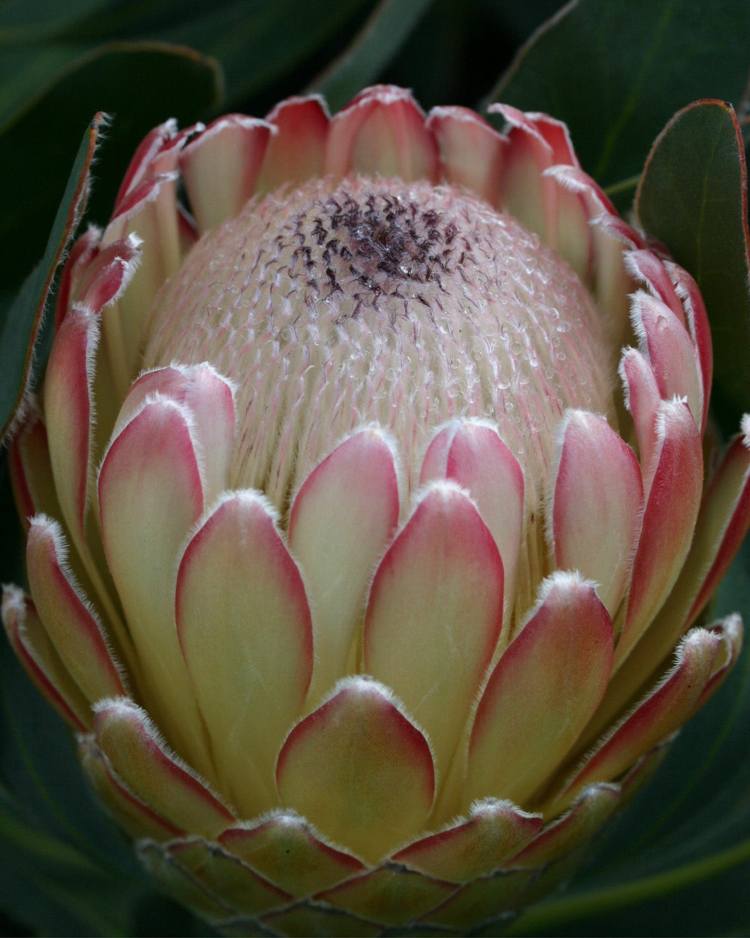 Protea Susara