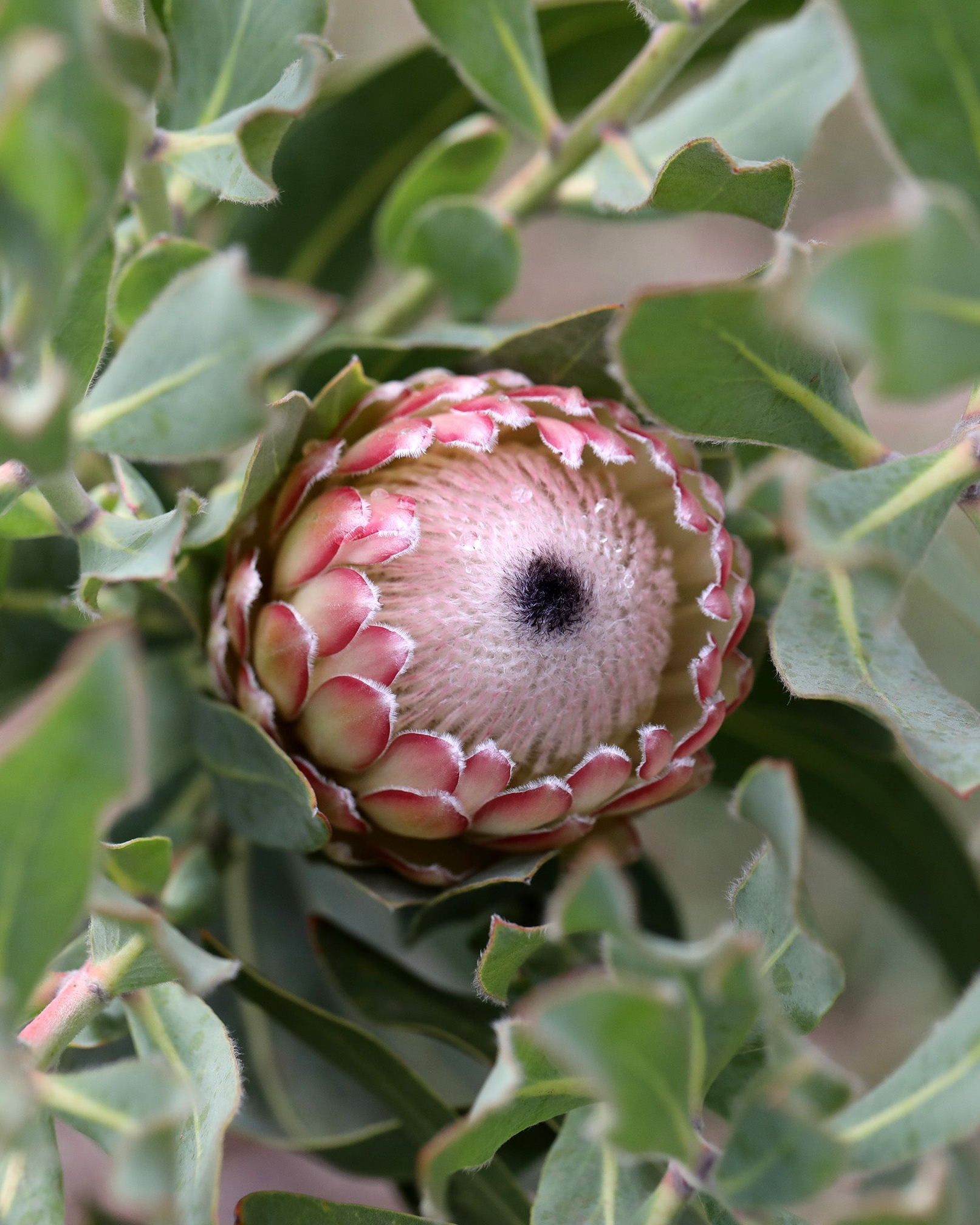 Protea Susara