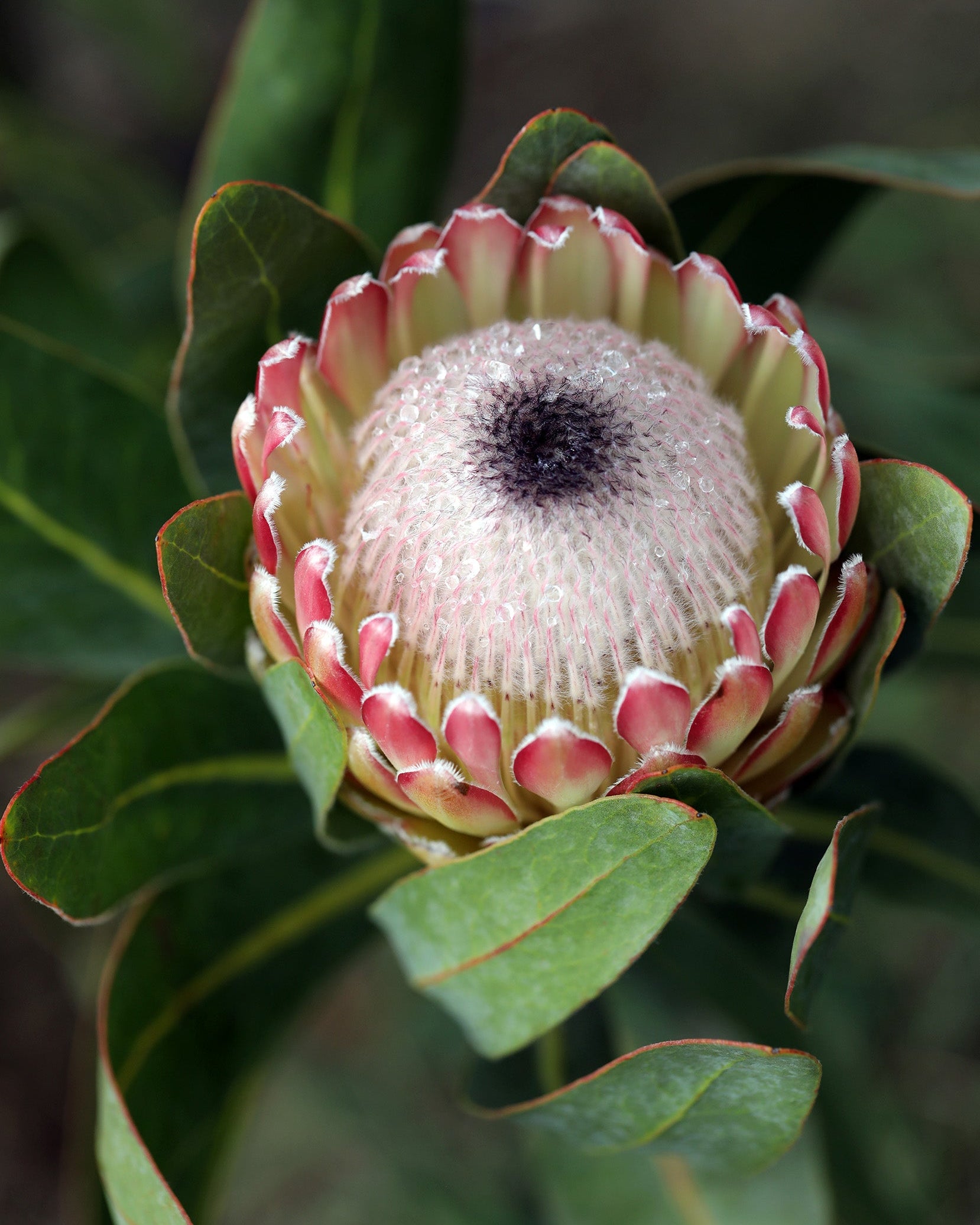 Protea Susara
