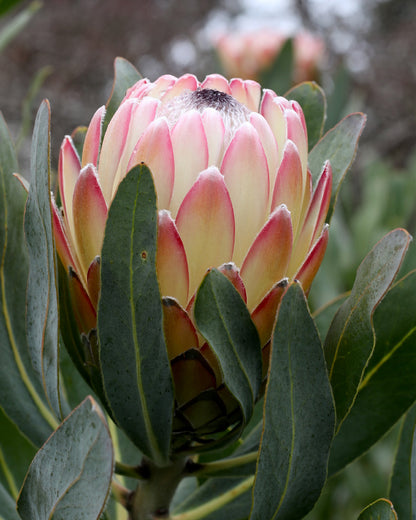 Protea Susara