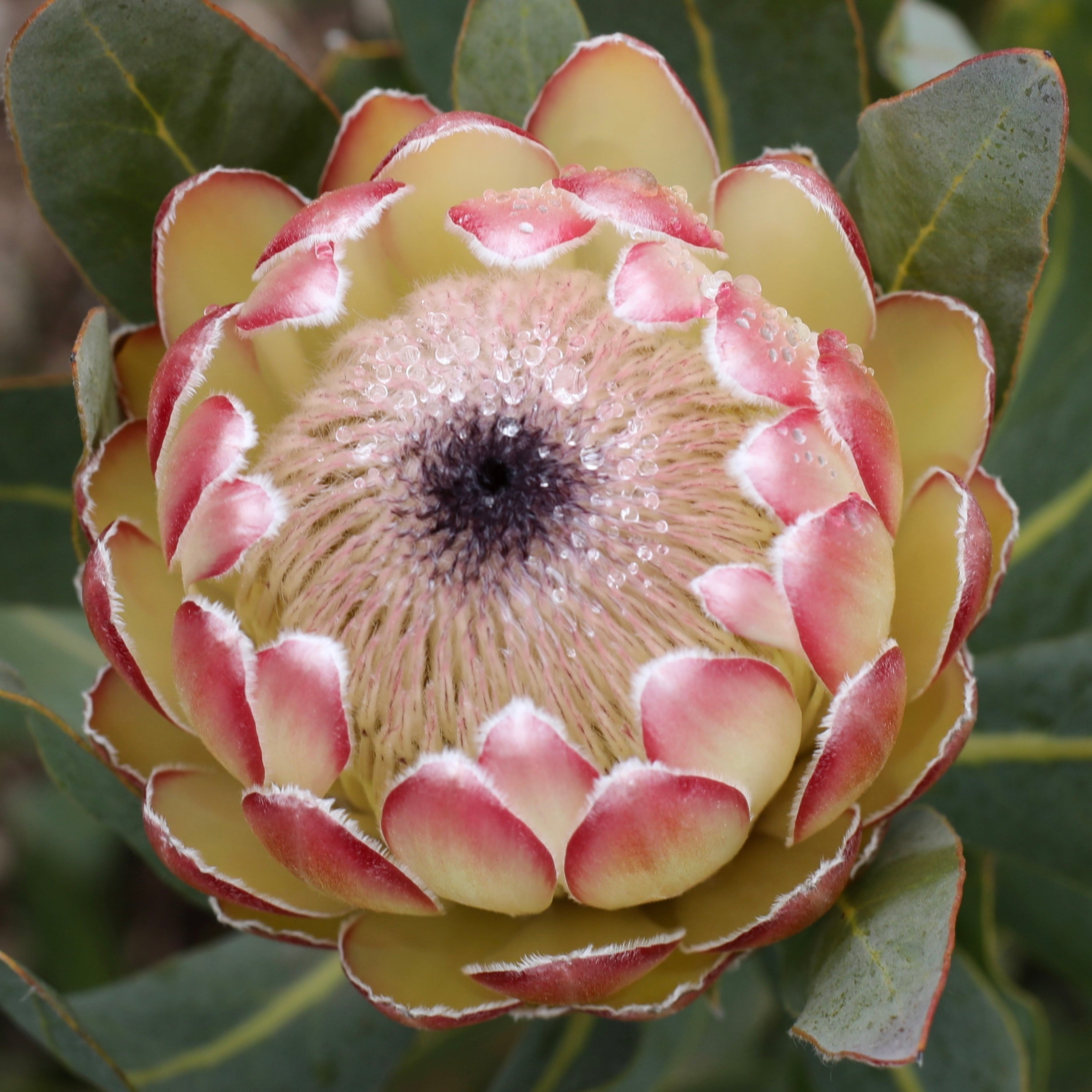 Protea Susara