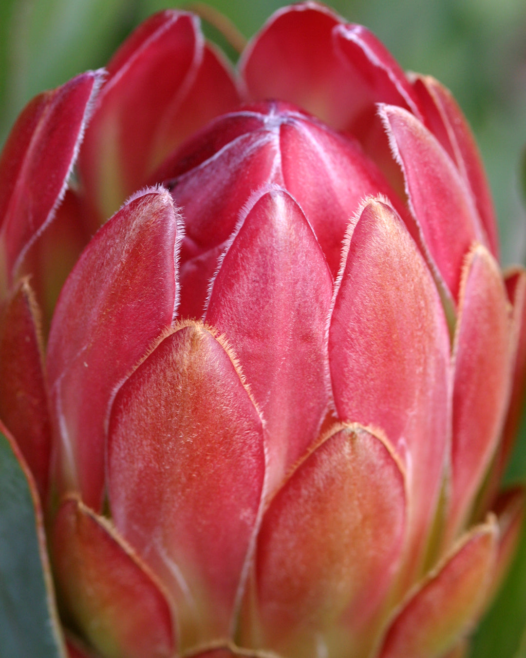 Protea Sylvia