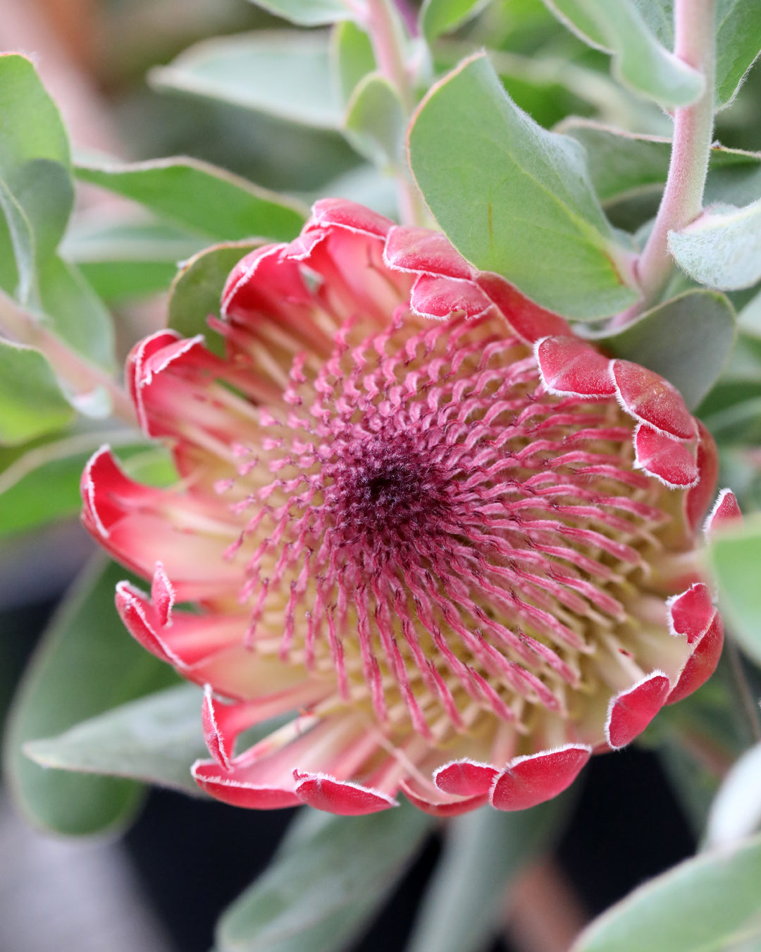 Protea Sylvia