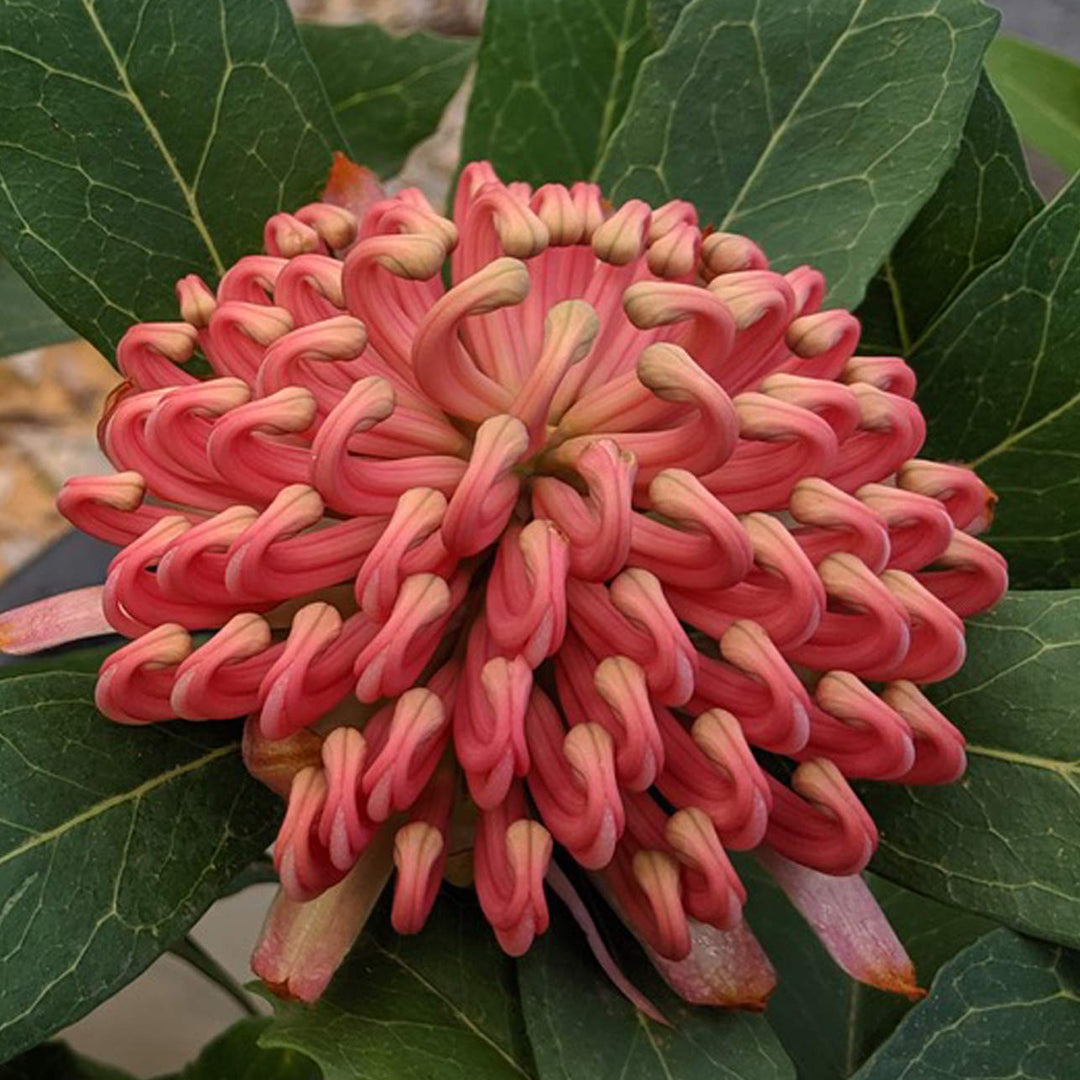 Telopea Digger Waratah