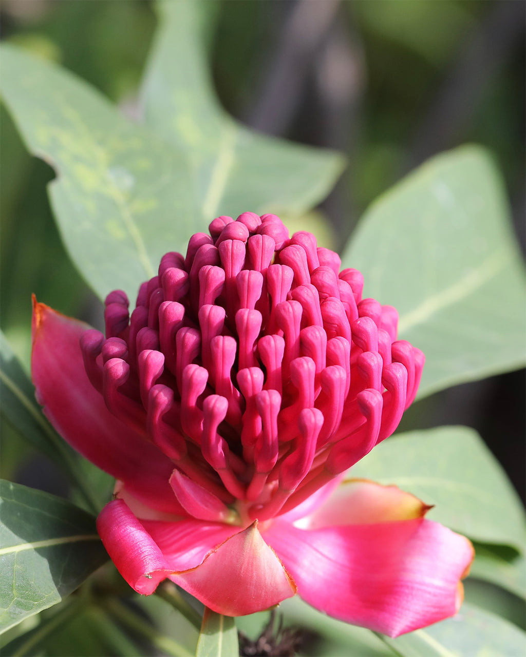 Telopea Enchanted Flame
