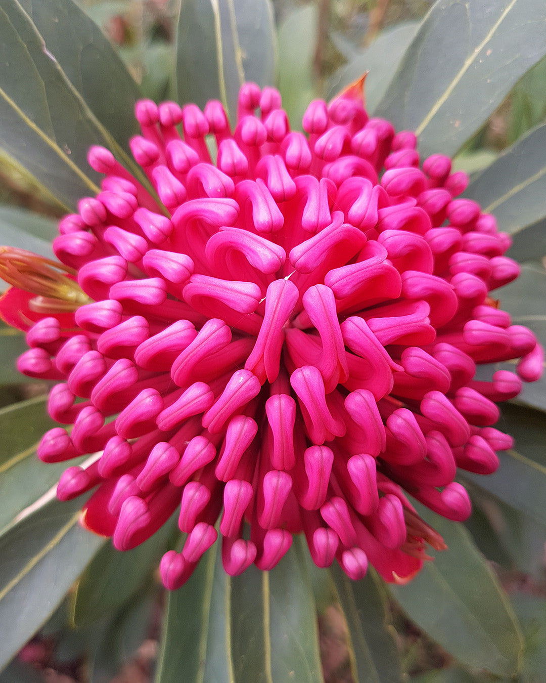 Enchanted Flame Waratah