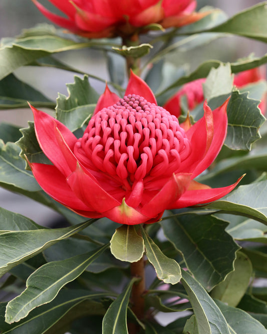 Enchanted Red Waratah