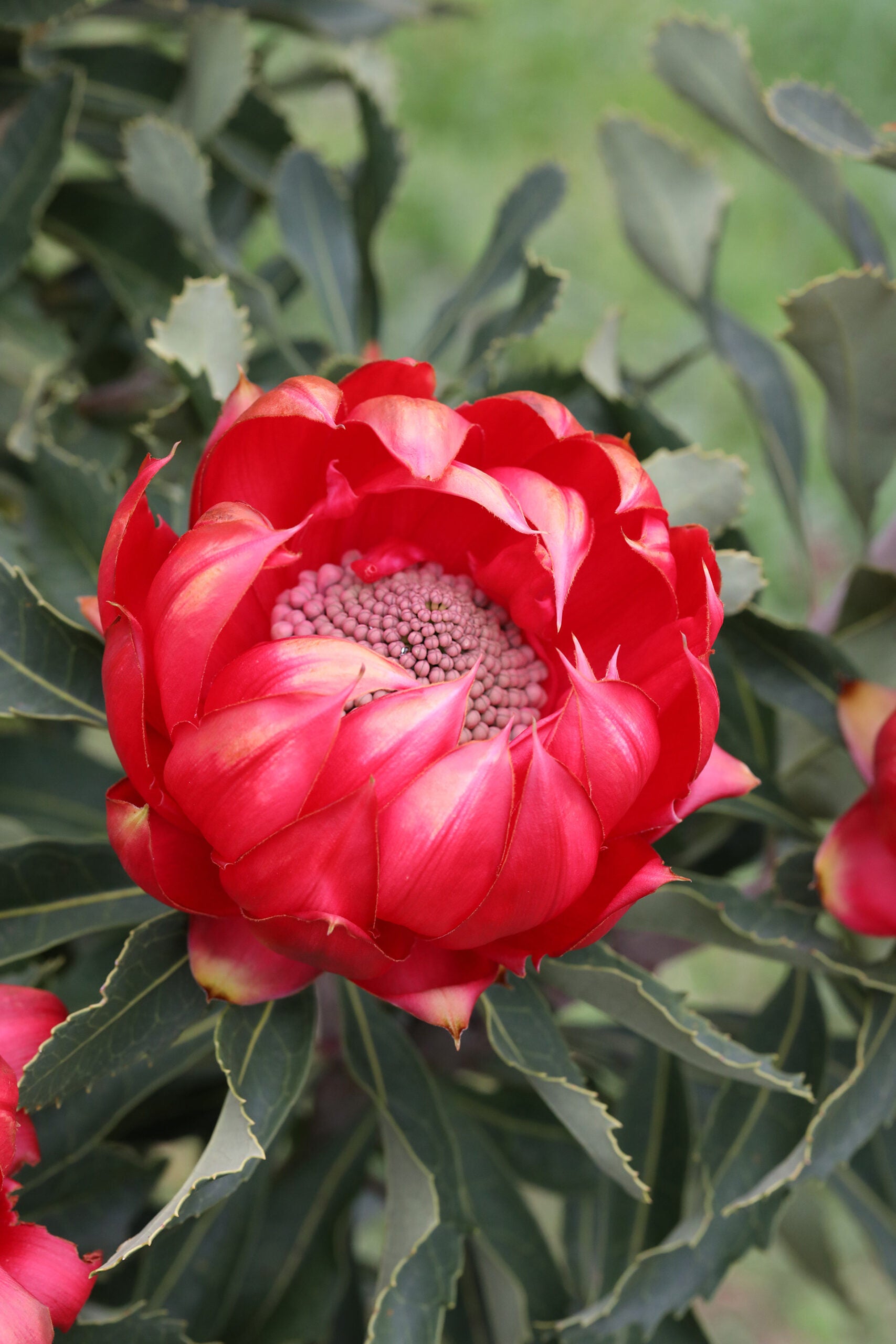 Telopea Enchanted Rose