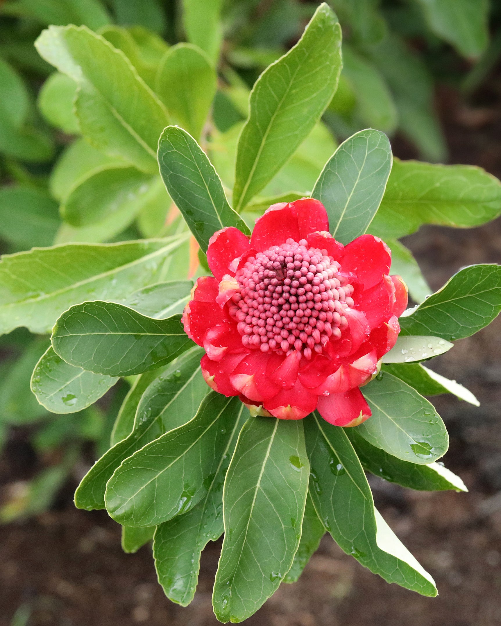 Telopea Shady Lady Crimson