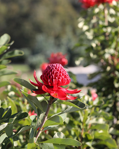 Telopea Shady Lady Crimson Waratah