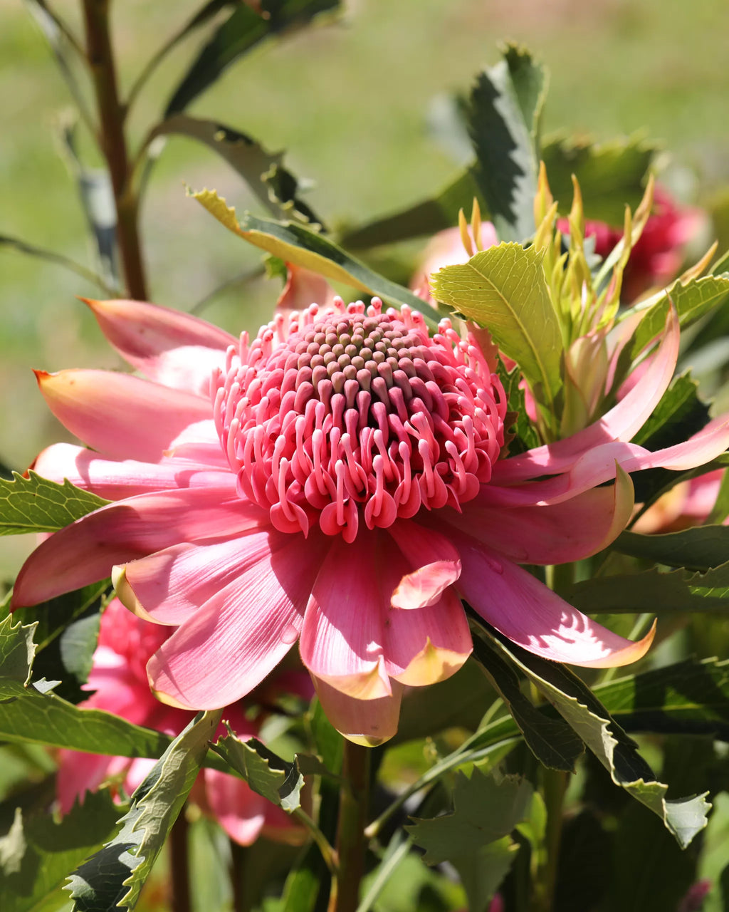 Telopea Shady Lady® Pink Waratah