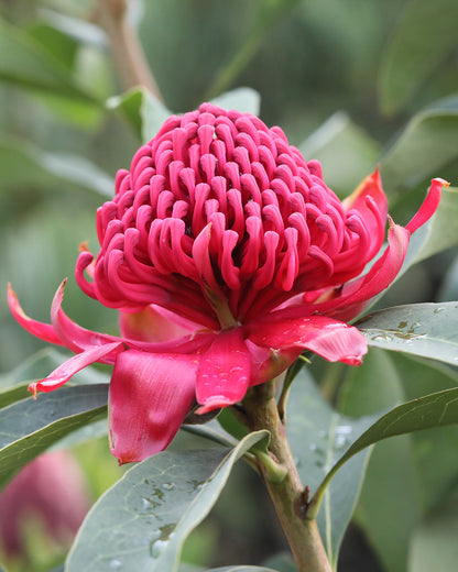 Shady Lady Red Waratah