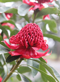 Telopea Shady Lady Red