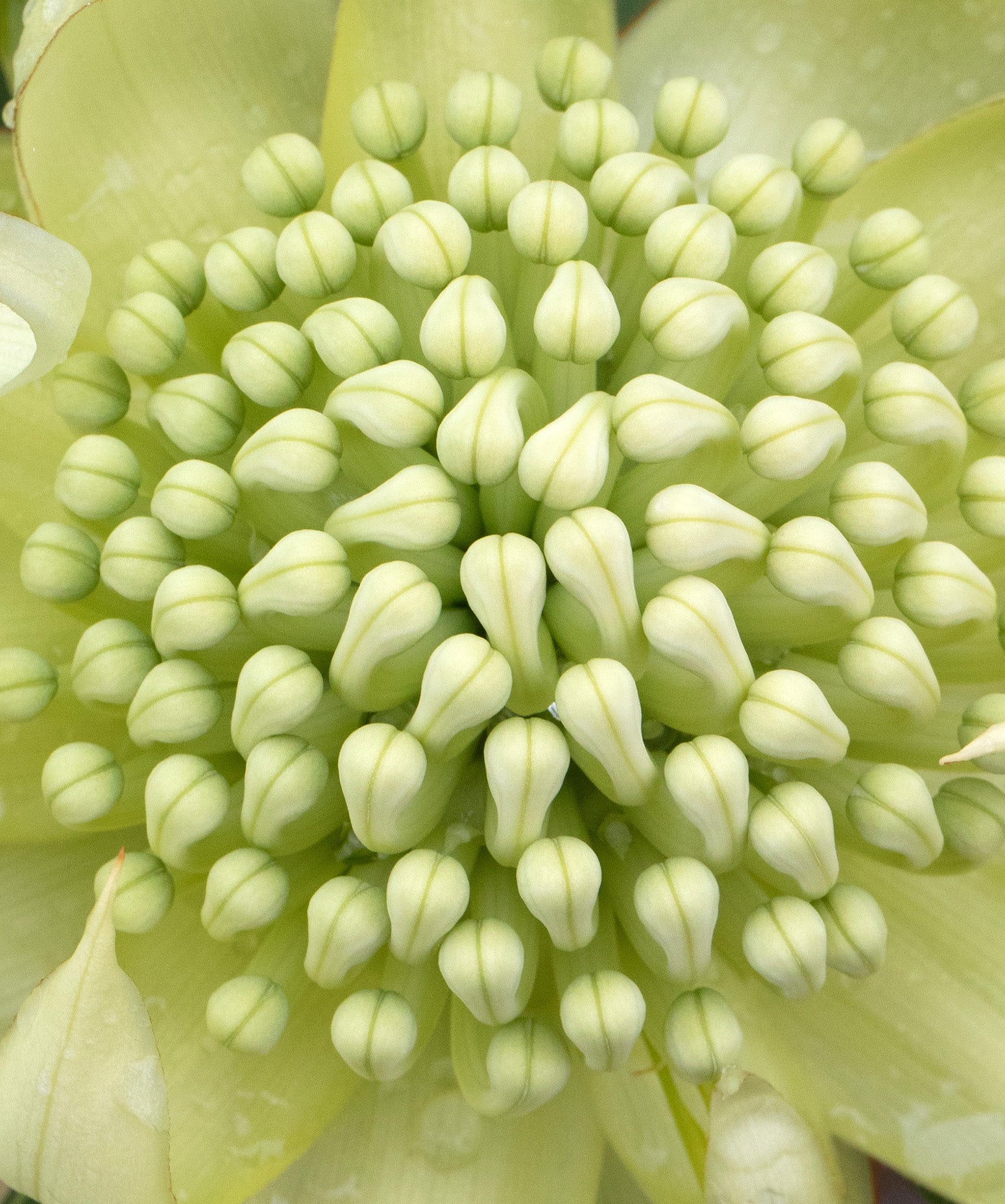 Shady Lady White Waratah