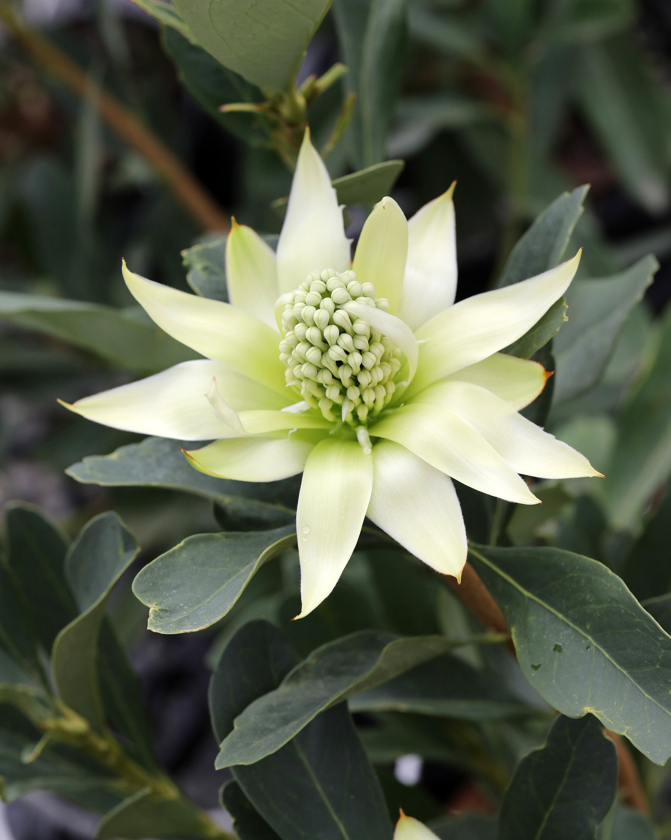 Shady Lady White Waratah