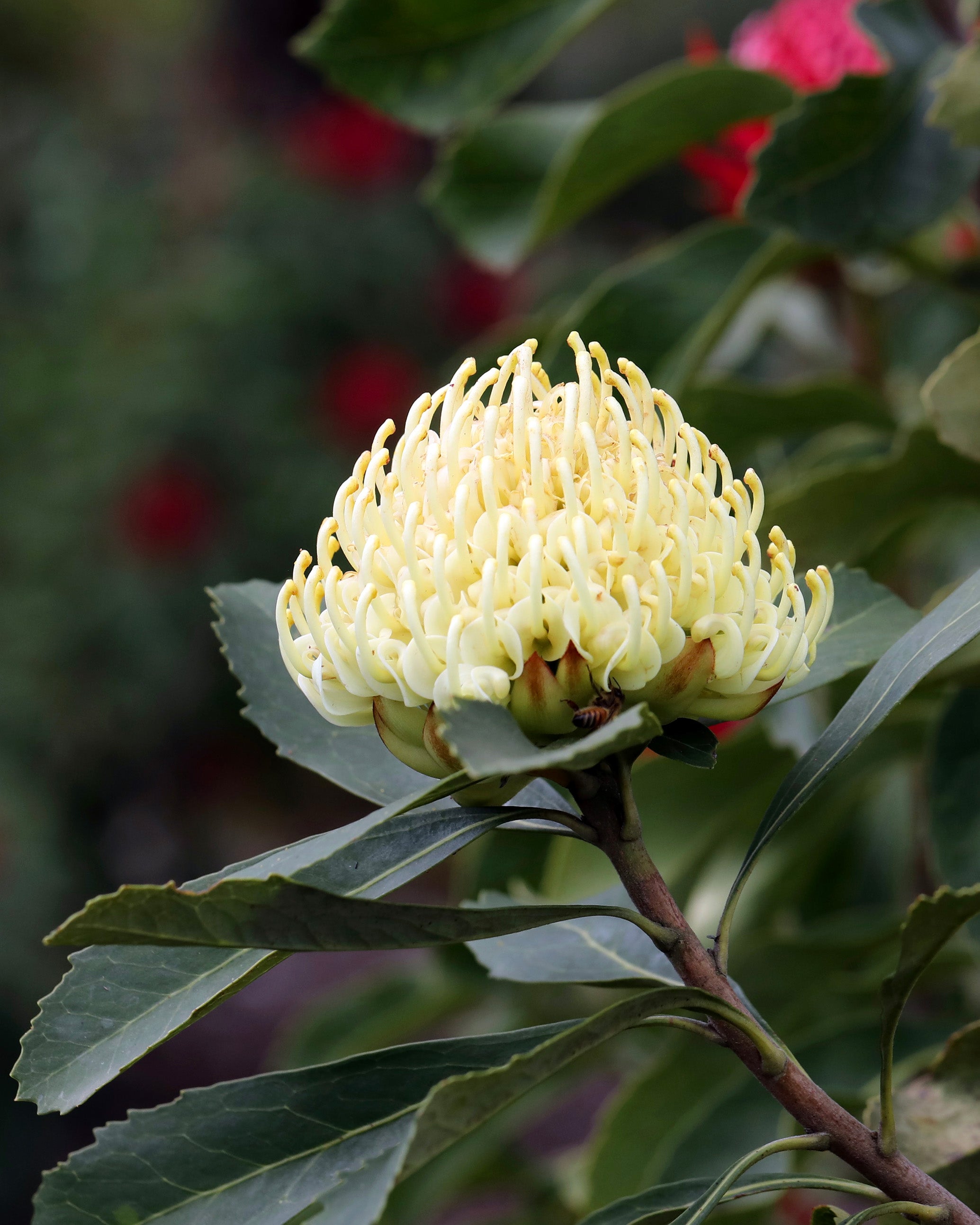 Telopea Shady Lady® Yellow Waratah